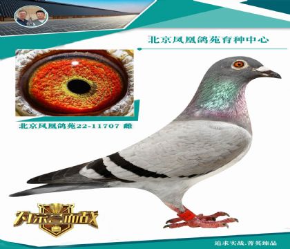 "艾迪号"直子 x"金母丝丝" 金牌夏拉肯