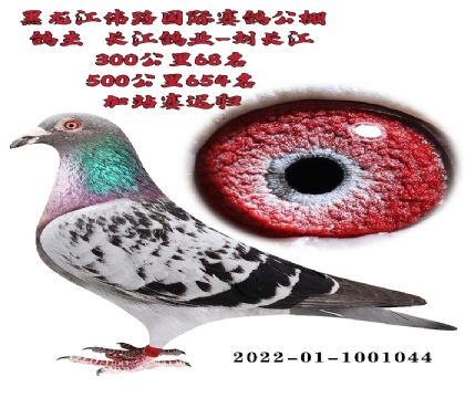长江鸽业刘长江