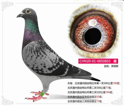 信鸽在线拍卖平台 - 中国信鸽信息网