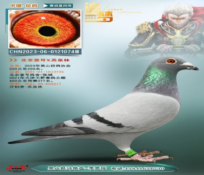 壹号鸽舍张斌x开创者苏泉林