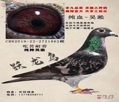 当前位置>信鸽拍卖首页>拍卖专题>查看拍卖商品>吴淞