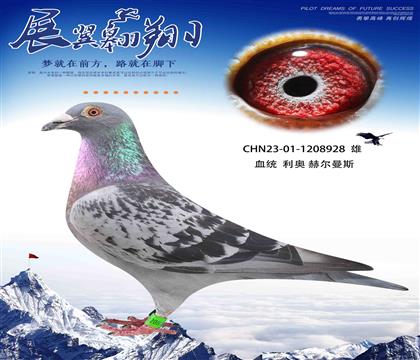 利奥 鸽王杨近亲回血 作出