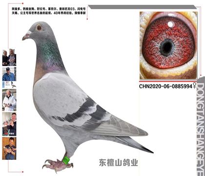 信鸽在线拍卖平台 - 中国信鸽信息网