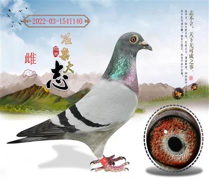 信鸽在线拍卖平台 - 中国信鸽信息网