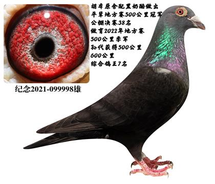 当前位置>信鸽拍卖首页>拍卖专题>查看拍卖商品>黑胡本原舍x奶酪