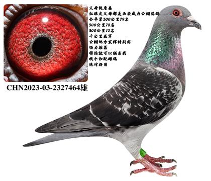 当前位置>信鸽拍卖首页>拍卖专题>查看拍卖商品>纯詹森