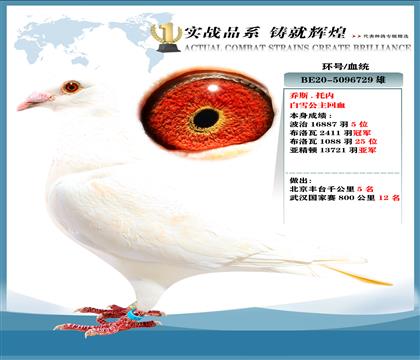 乔斯托内原舍"白雪公主回血"本身13721羽亚军