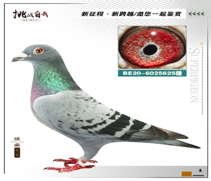 当前位置>信鸽拍卖首页>拍卖专题>查看拍卖商品>利奥原舍"奥林匹克