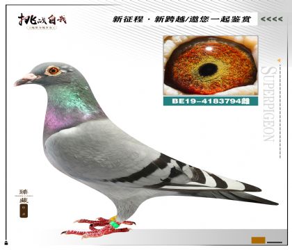 当前位置>信鸽拍卖首页>拍卖专题>查看拍卖商品>"保时捷911"直女x"