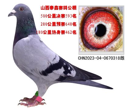 当前位置>信鸽拍卖首页>拍卖专题>查看拍卖商品>山西泰鑫赛鸽公棚500