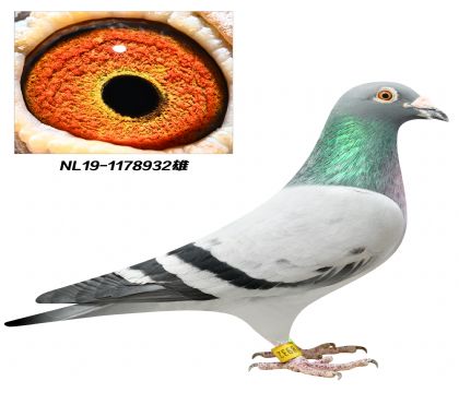 当前位置>信鸽拍卖首页>拍卖专题>查看拍卖商品>威廉.