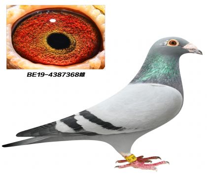 当前位置>信鸽拍卖首页>拍卖专题>查看拍卖商品>保时捷911直子x新金姆