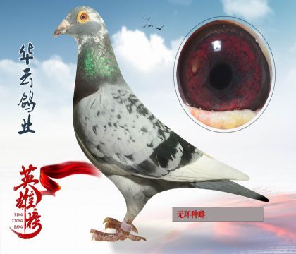 信鸽在线拍卖平台 - 中国信鸽信息网