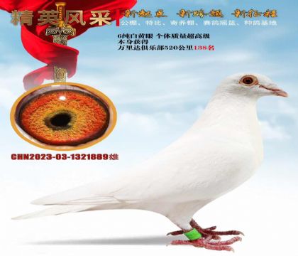 十次前百名冠军冠军季军久盟国际公棚鸽王公棚专线