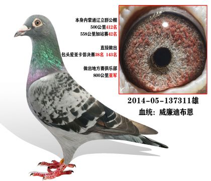 当前位置>信鸽拍卖首页>拍卖专题>查看拍卖商品>威廉迪布恩公棚412名