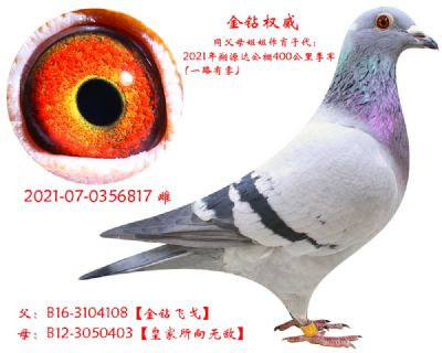 芮娜飞戈原舍子代-金钻权威