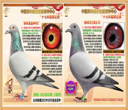 阿曼多.御林军冠军家族国庆钜惠拍卖1期