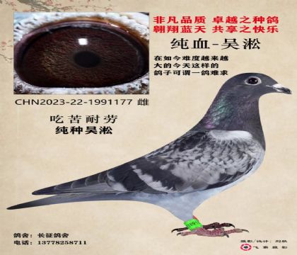 当前位置>信鸽拍卖首页>拍卖专题>查看拍卖商品>吴淞