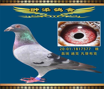 信鸽拍卖首页>拍卖专题>查看拍卖商品>迪克凡登布克奥林匹克罗西塔全