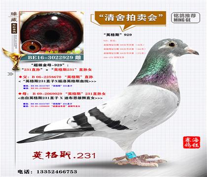 (超级金母—白头雌 / 英格斯231近亲