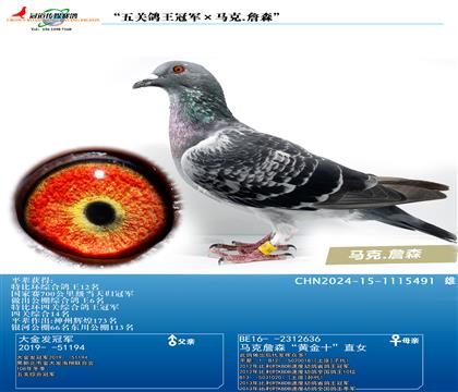 "五关鸽王冠军×马克.詹森"