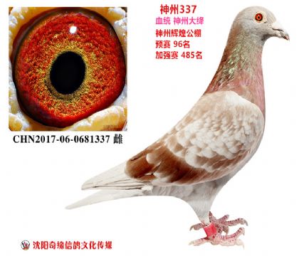 神州大绛(神州辉煌公棚成绩鸽)