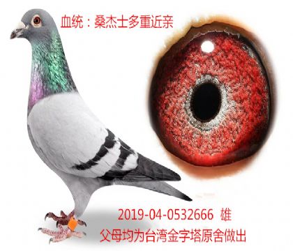 明晚结拍山西威羽冠军 鸽王高位成绩鸽 贵林鸽舍 台湾金字塔桑杰士