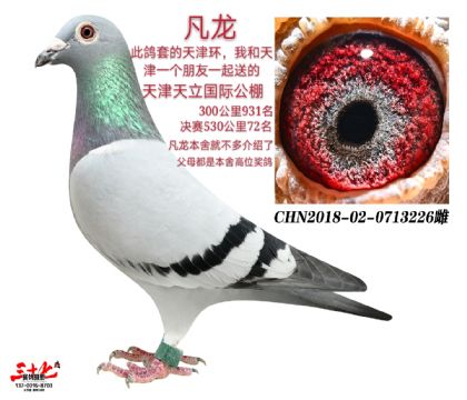 当前位置>信鸽拍卖首页>拍卖专题>查看拍卖商品>凡龙226