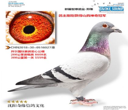新疆世缘鸽业郑刚唐山开尔爱心公棚参赛鸽