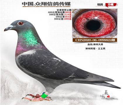 帝珲加战202神州大将822