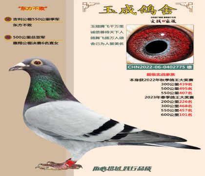 东方不败,本身多次500公里成绩鸽