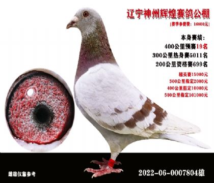 神州辉煌参赛鸽