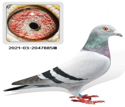 当前位置>信鸽拍卖首页>拍卖专题>查看拍卖商品>胡本  匹诺曹x年轻