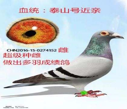 当前位置>信鸽拍卖首页>拍卖专题>查看拍卖商品>大铭鸽泰山号近亲