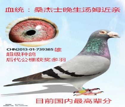 >信鸽拍卖首页>拍卖专题>查看拍卖商品>基础种鸽桑杰士晚生汤姆近亲