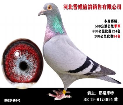 公棚奖鸽