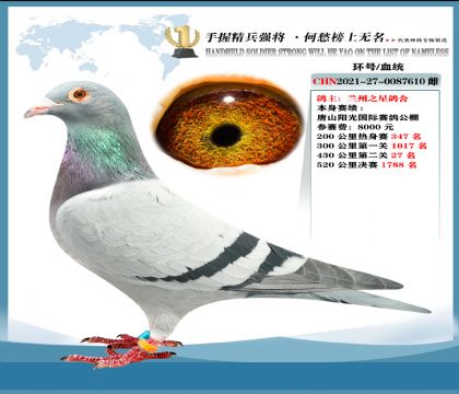 唐山阳光国际赛鸽公棚 430公里27名 兰州之星鸽舍做育