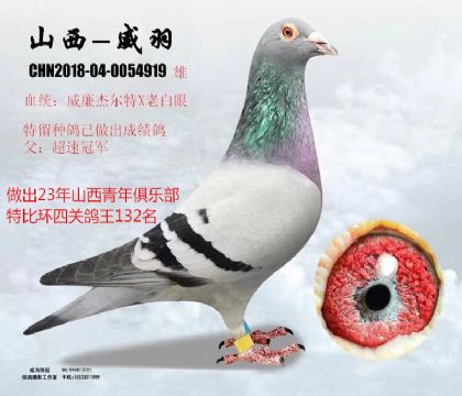 当前位置>信鸽拍卖首页>拍卖专题>查看拍卖商品>山西威羽鸽王父亲詹森