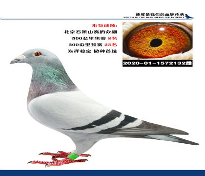 当前位置>信鸽拍卖首页>拍卖专题>查看拍卖商品>北京石景山赛鸽公棚
