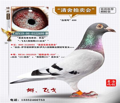 "超级金母英格斯231近亲x头号种雄"