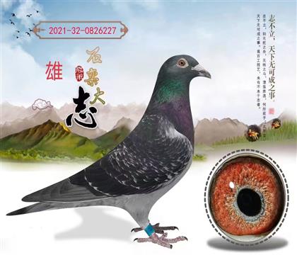 成绩鸽