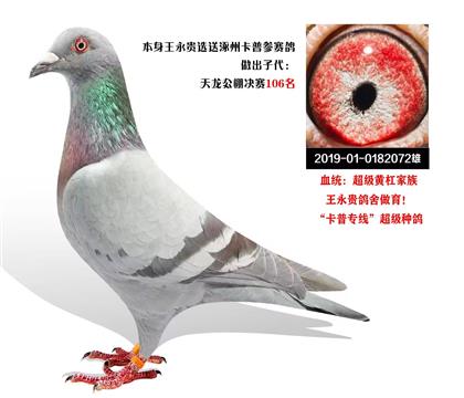 王永贵交涿州卡普参数鸽黄杠家族卡普专线