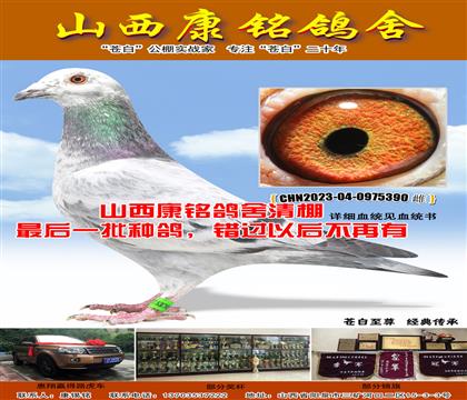 当前位置>信鸽拍卖首页>拍卖专题>查看拍卖商品>山西康铭特留种鸽390