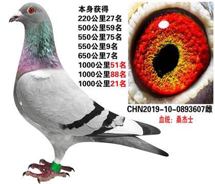 金石赛鸽桑杰士图片