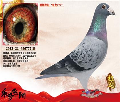 2超级种鸽台湾东龙天宇鸽王直子