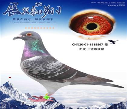 赢米的鸽系 长城零缺陷多圈眼