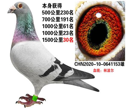 花头林波尔种鸽图片图片