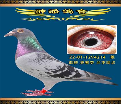 史蒂芬兰不瑞切15年kbdb小中距离鸽王冠军全姐妹作出