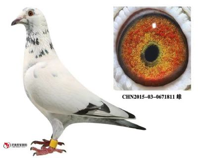 当前位置>信鸽拍卖首页>拍卖专题>查看拍卖商品>花王811