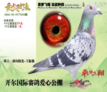 唐山阳光王振强选送开尔爱心赛鸽公棚